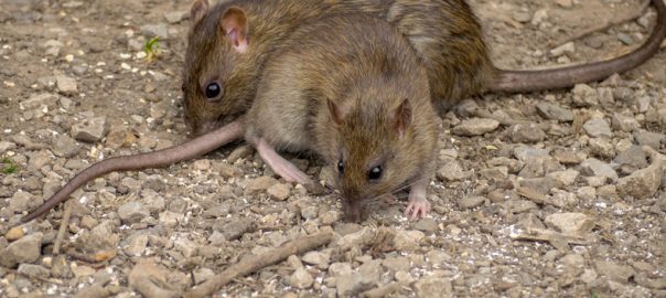 Coplaclean fait le constat alarmant sur la prolifération des rats