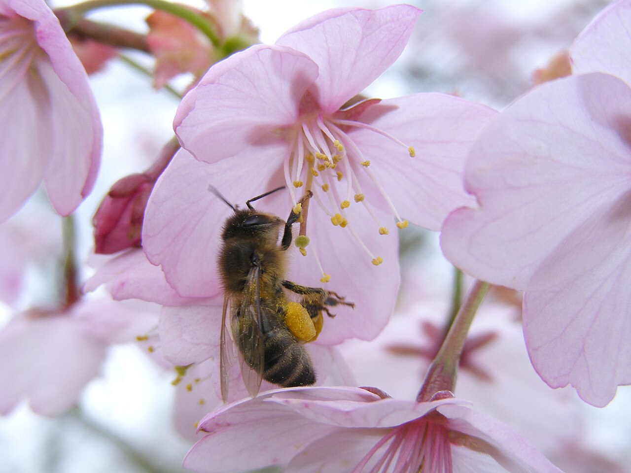 Abeille mellifère butineuse (Apis mellifera) avec pelote de pollen