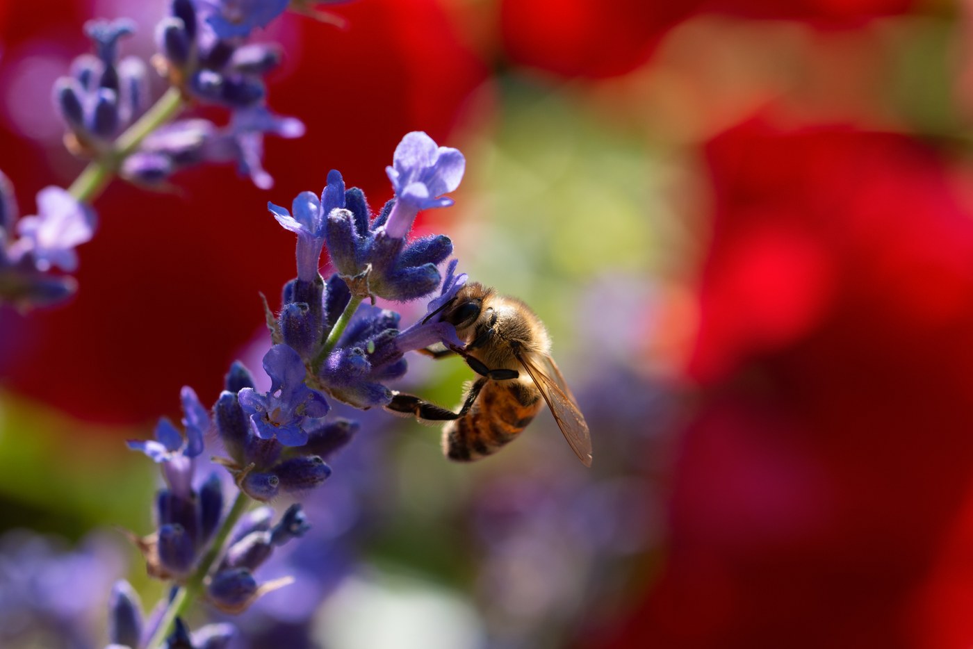 Abeille mellifère (Apis mellifera) sur une fleur