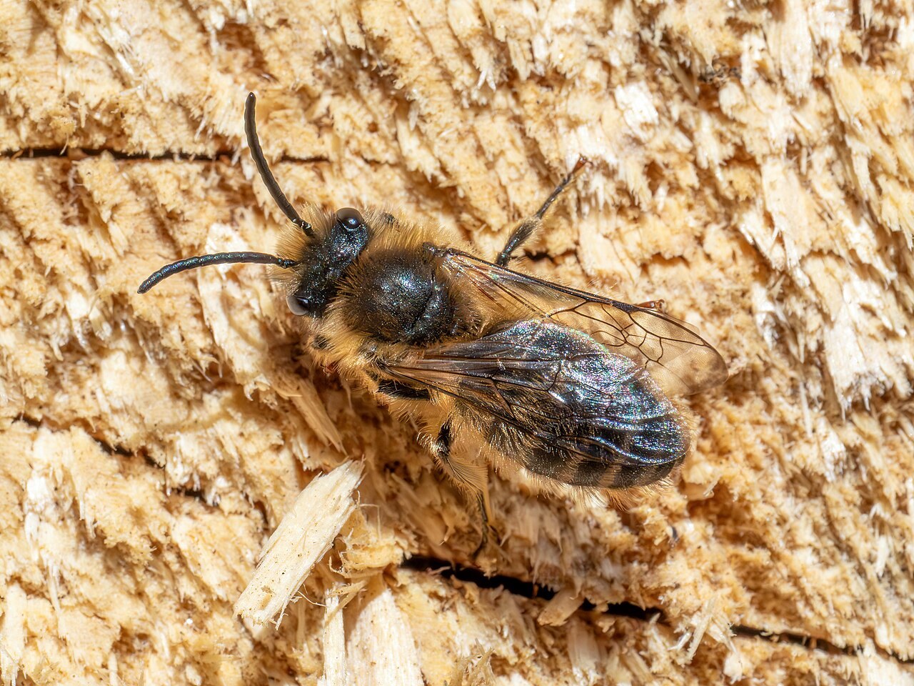 Abeille solitaire / osmie rousse (Osmia bicornis)