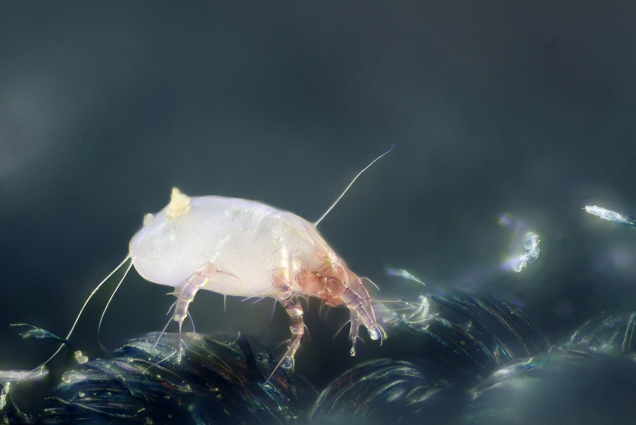 Acarien domestique (Dermatophagoides pteronyssinus), acarien de la poussiere