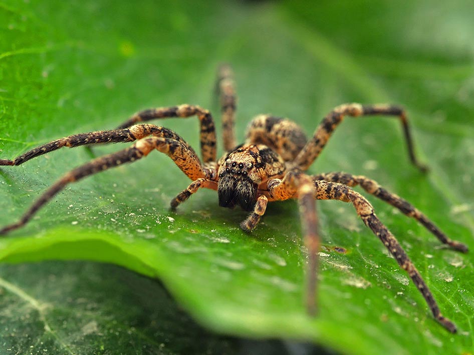 L'araignée : nature de vie et physionomie, lutte contre les araignées