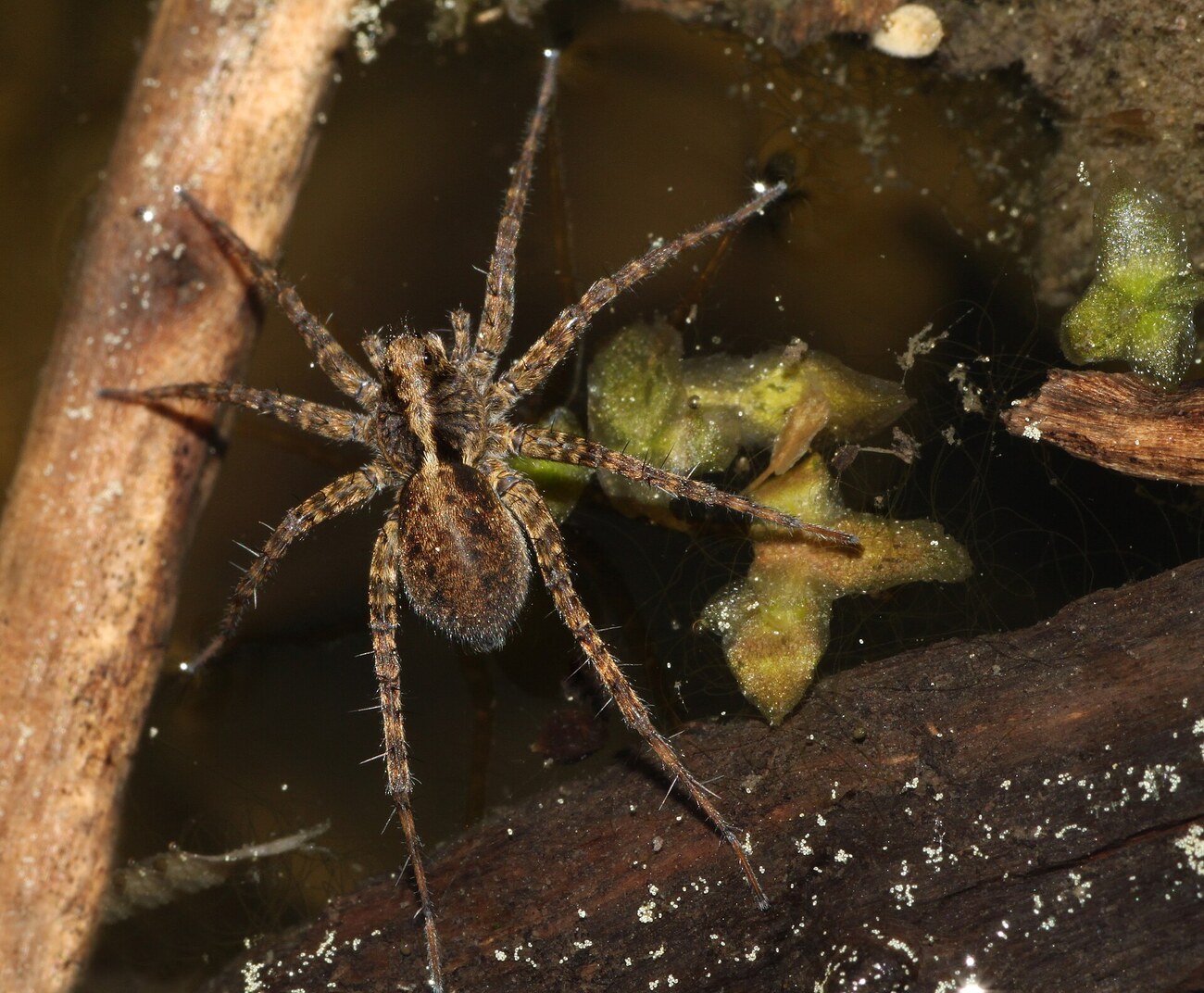 Araignee-loup (Lycosidae, Pardosa), araignee chasseuse