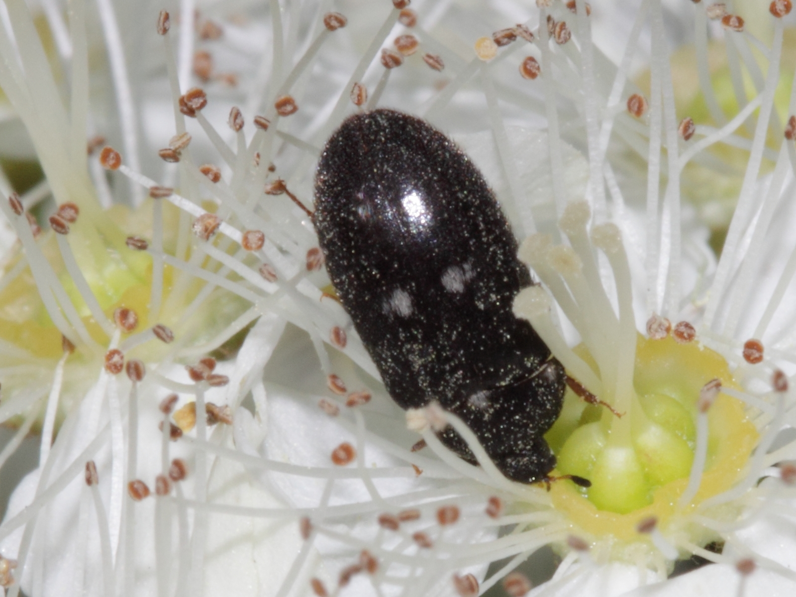Attagène des fourrures (Attagenus pellio) en gros plan