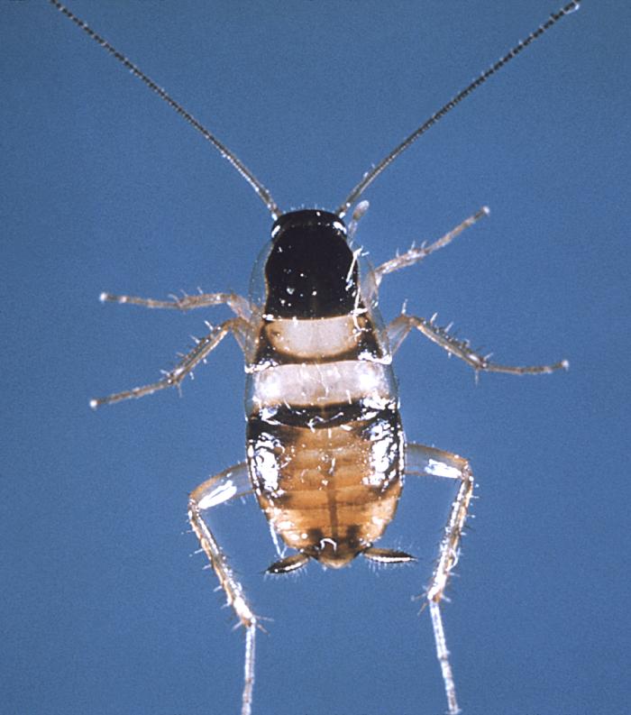 Blatte à bandes brunes (Supella longipalpa) en gros plan