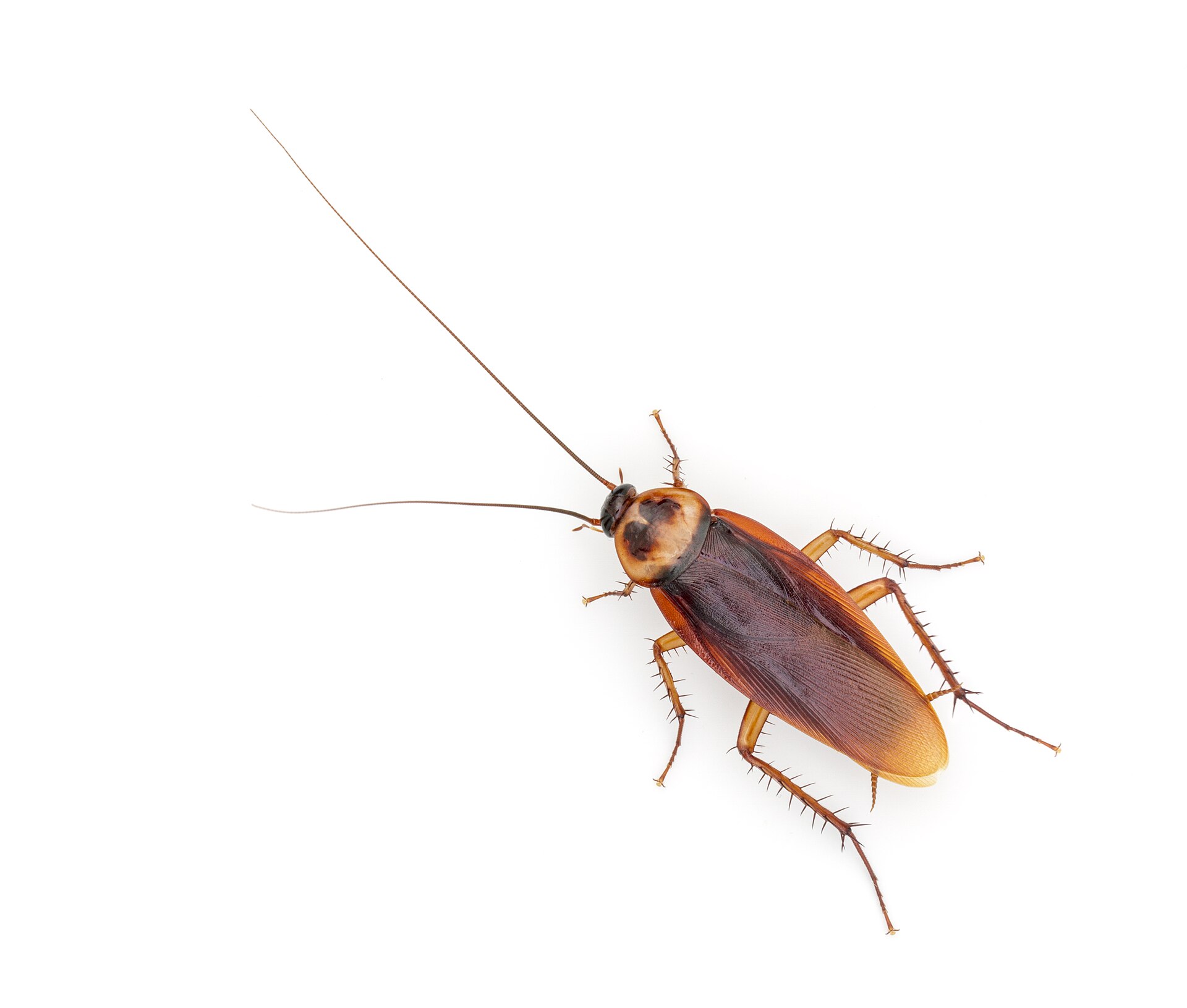 Blatte américaine (Periplaneta americana) en gros plan