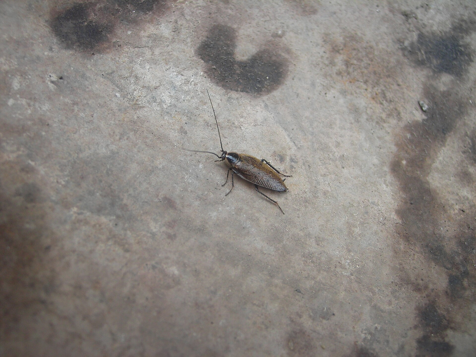 Blatte des bois (Ectobius sylvestris) en gros plan