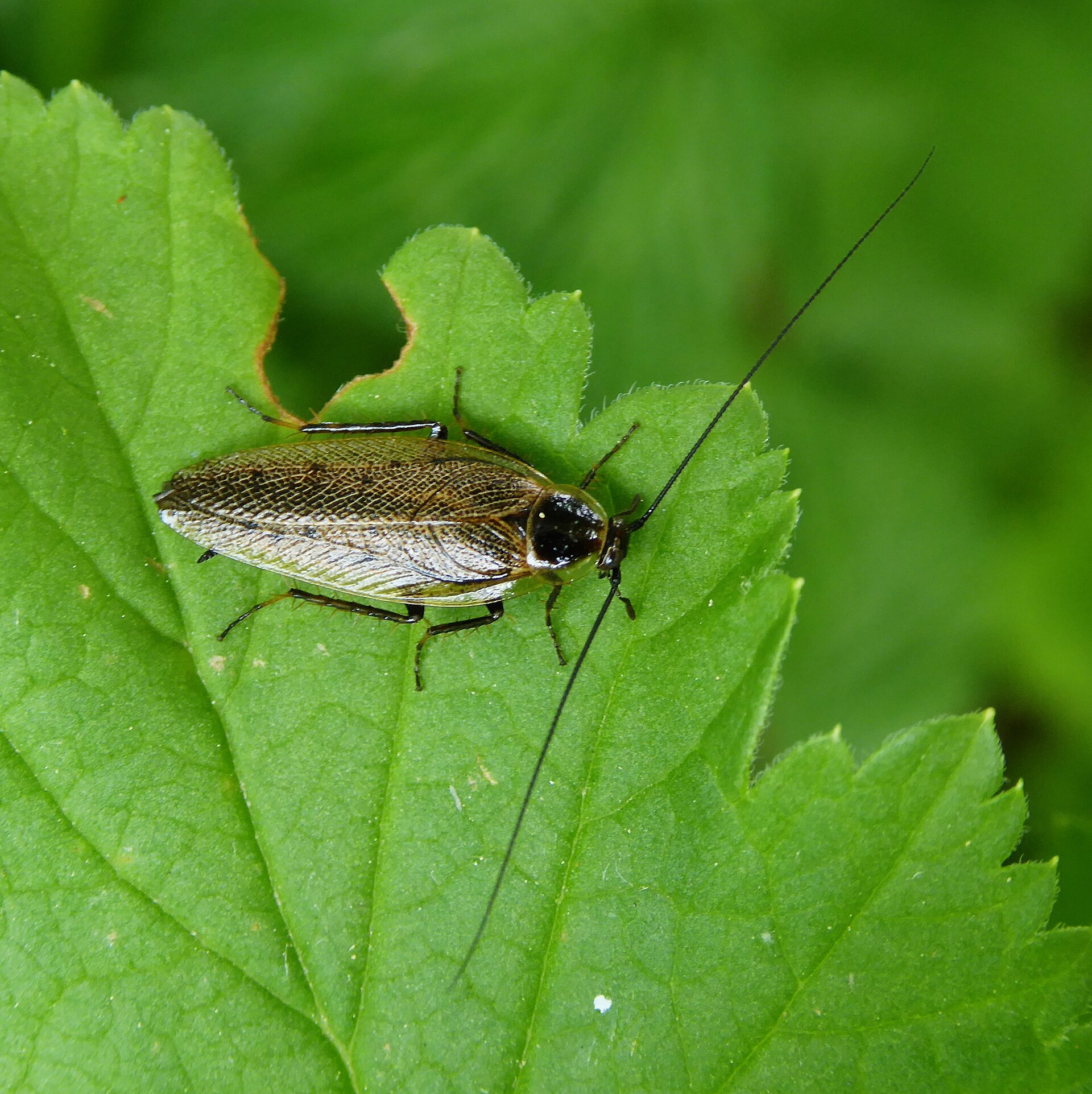 Blatte des landes (Ectobius lapponicus) en gros plan
