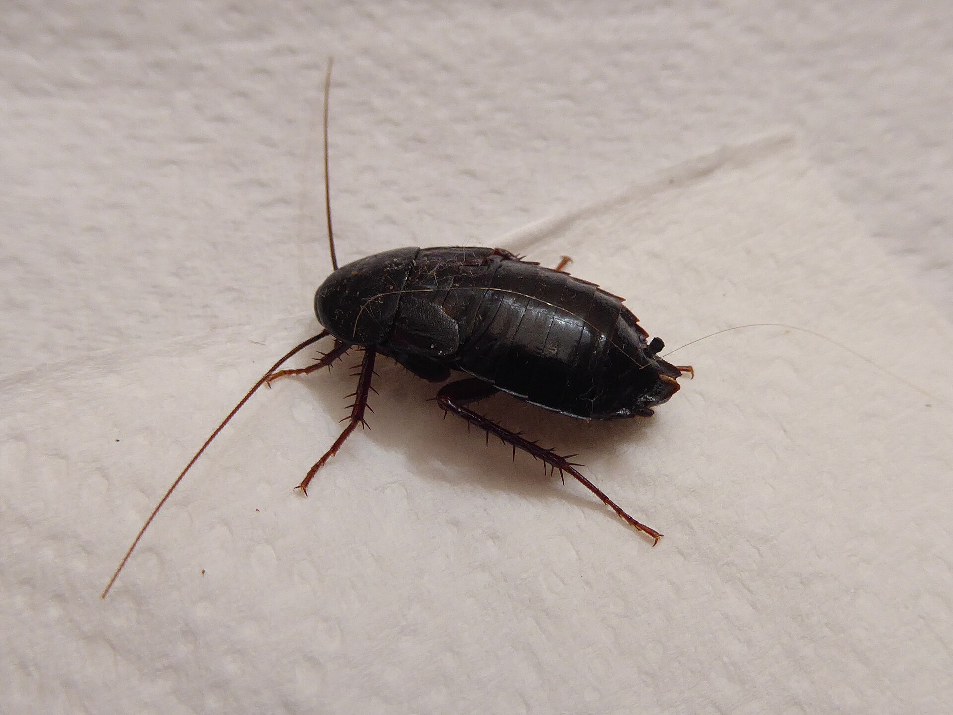 Blatte orientale (Blatta orientalis) en gros plan