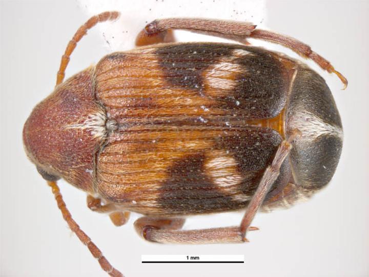 Bruche (Callosobruchus maculatus)