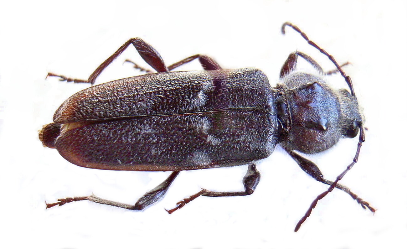 Capricorne des maisons (Hylotrupes bajulus), insecte xylophage du bois