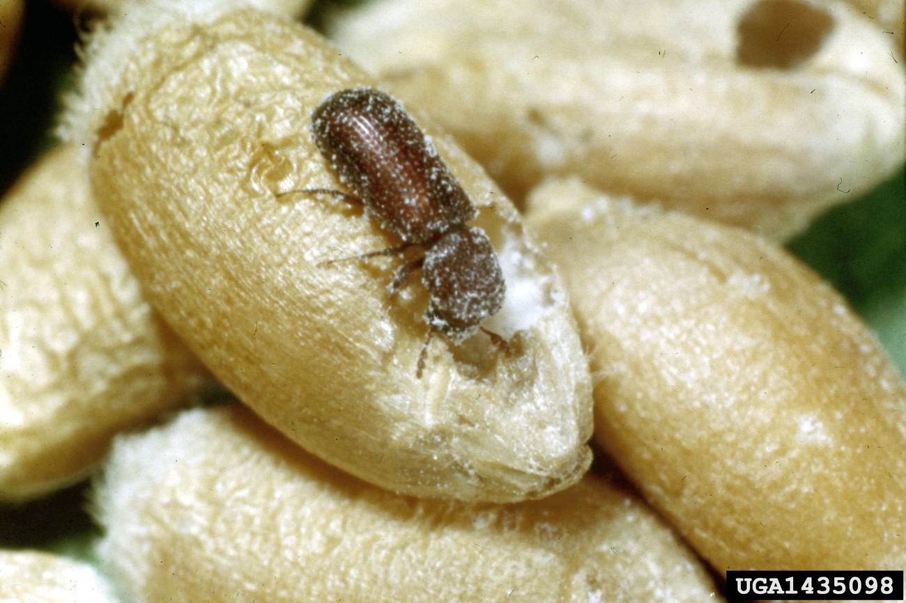 Capucin des grains (Rhyzopertha dominica)