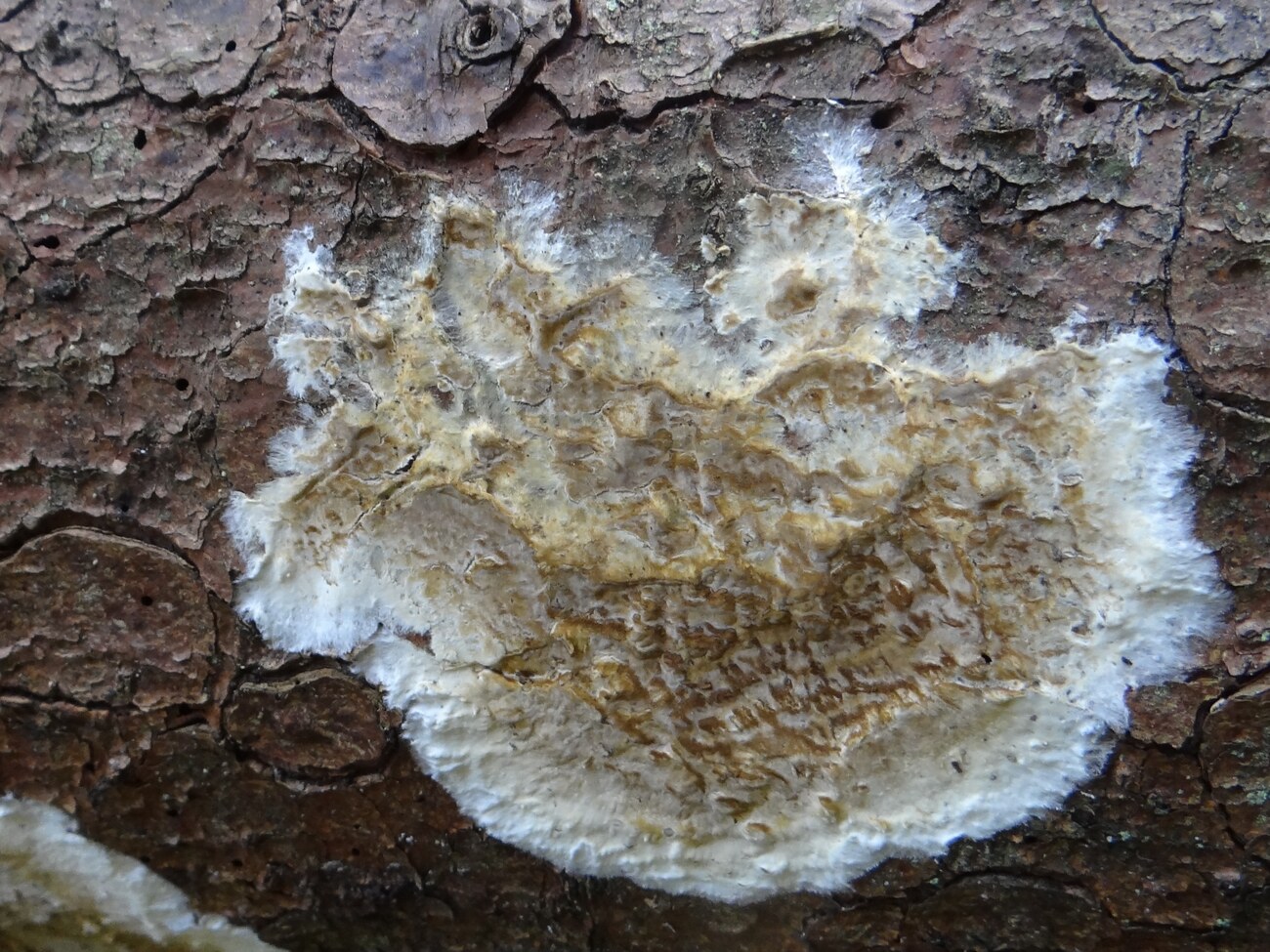 Coniophora puteana, champignon des caves (pourriture cubique) sur bois