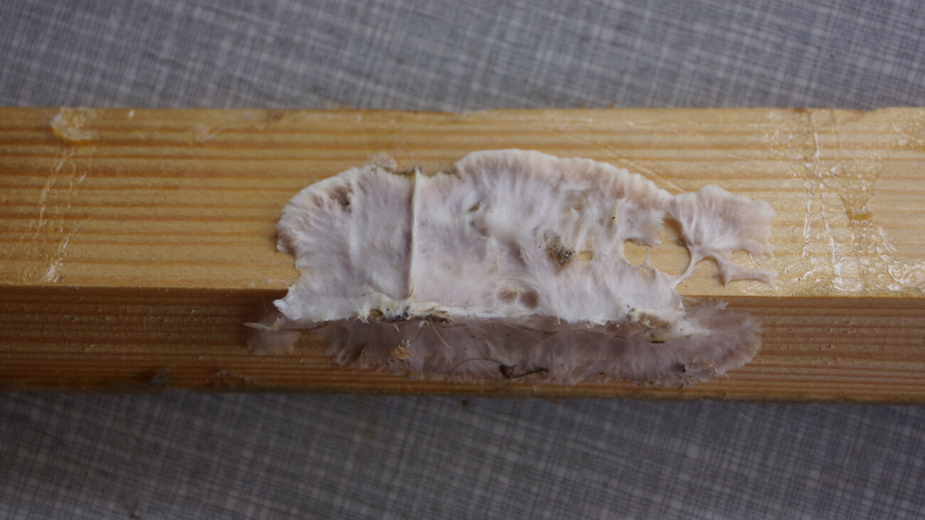 Serpula lacrymans, la mérule pleureuse (champignon des maisons) sur bois