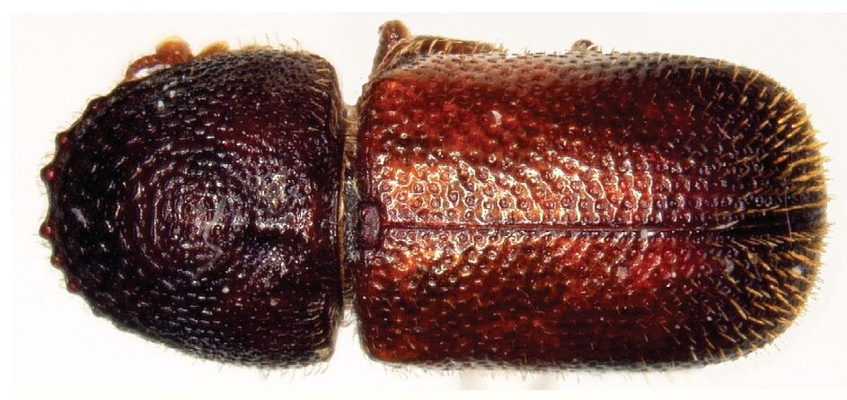 Dinoderus minutus, le charançon (vrillette) du bambou, vue dorsale