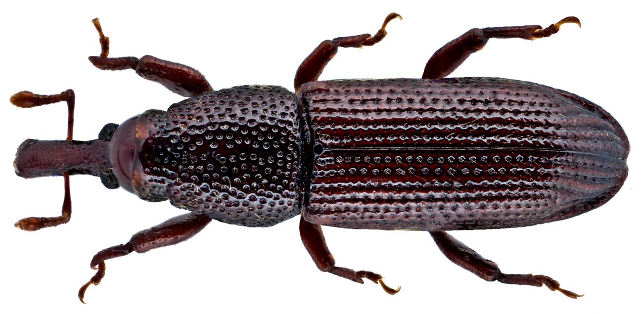 Charançon du bois (Euophryum confine), vue dorsale