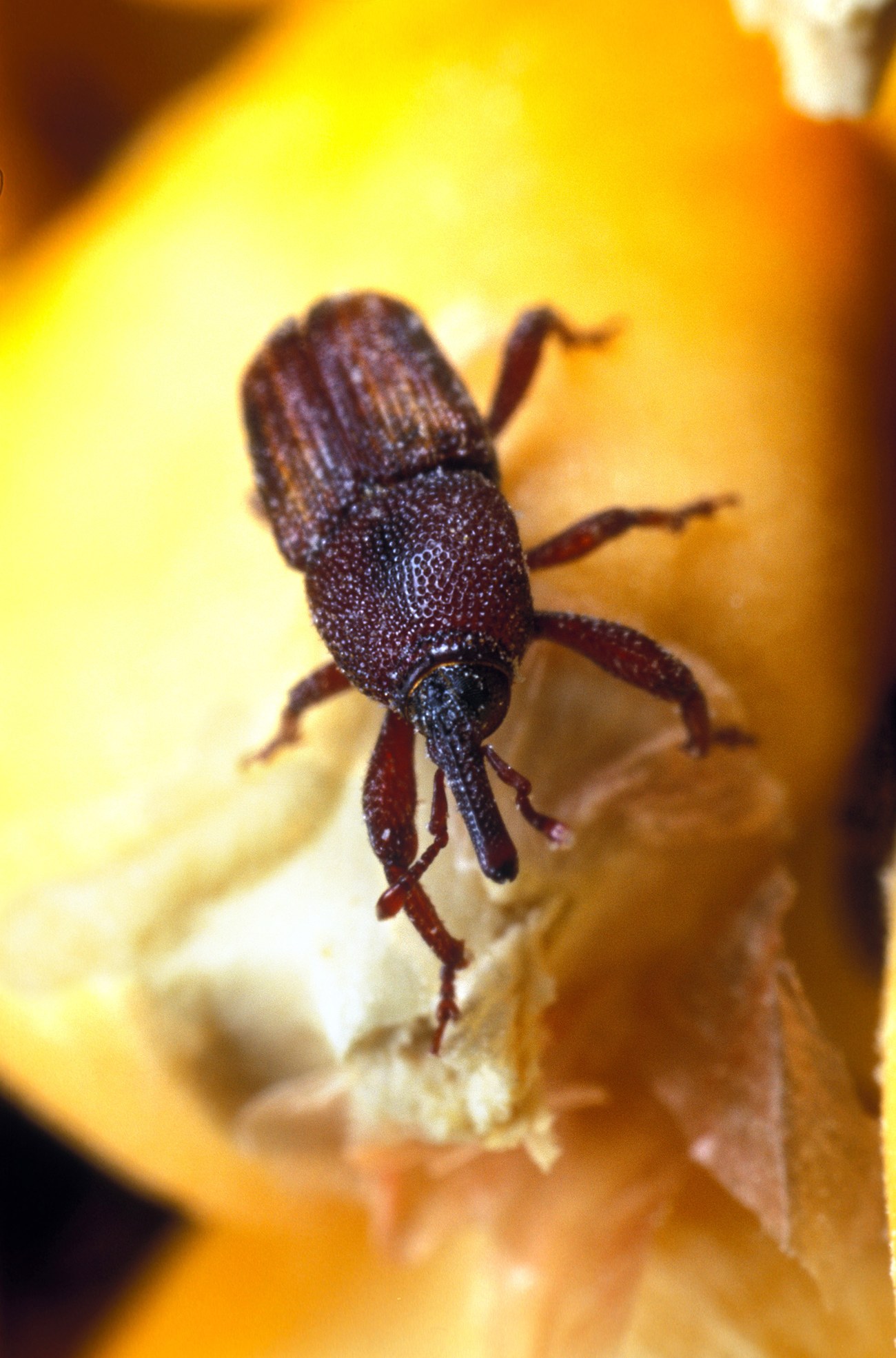 Charancon du mais (Sitophilus zeamais)