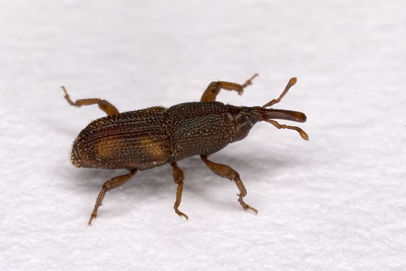 Charancon du riz (Sitophilus oryzae)