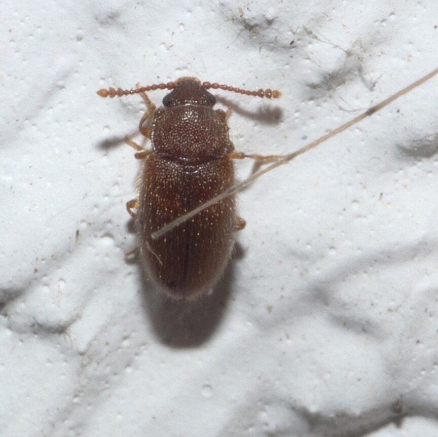 Cryptophagidae, cryptophagide adulte (insecte de stockage)