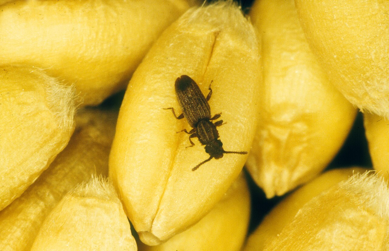 Cucuje dentele des grains (Oryzaephilus surinamensis)