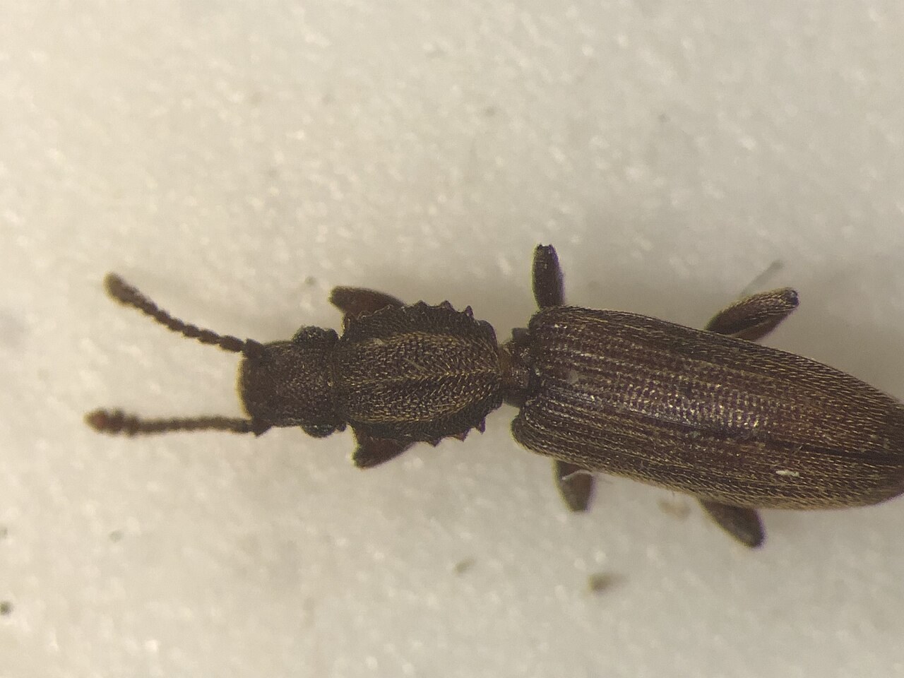 Cucujide des oleagineux (Oryzaephilus mercator)
