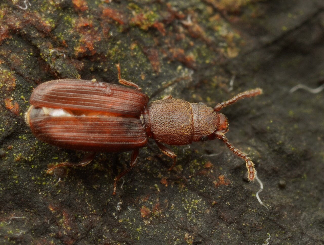 Cucujide roux (Cryptolestes ferrugineus)
