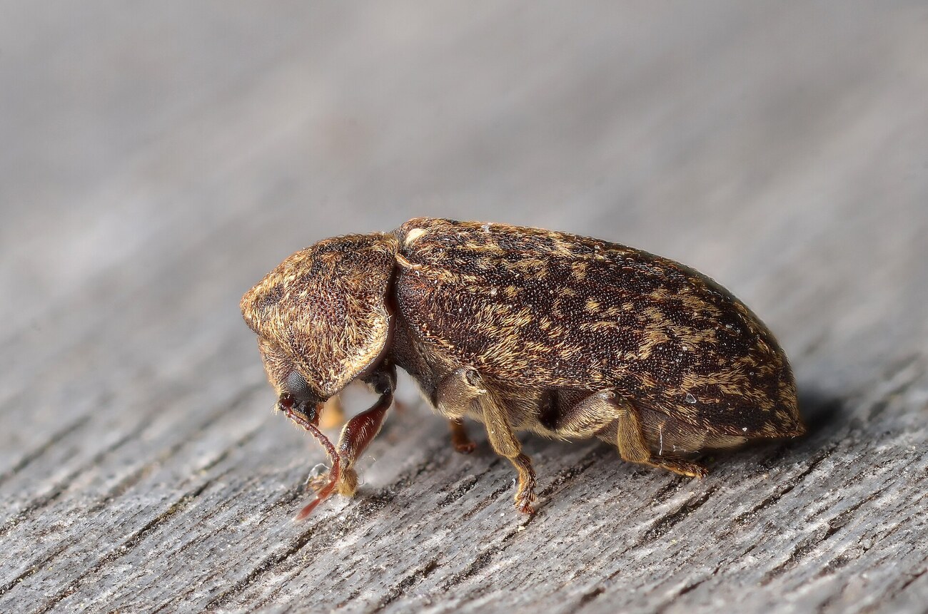 Deathwatch beetle (Xestobium rufovillosum), grosse vrillette du bois