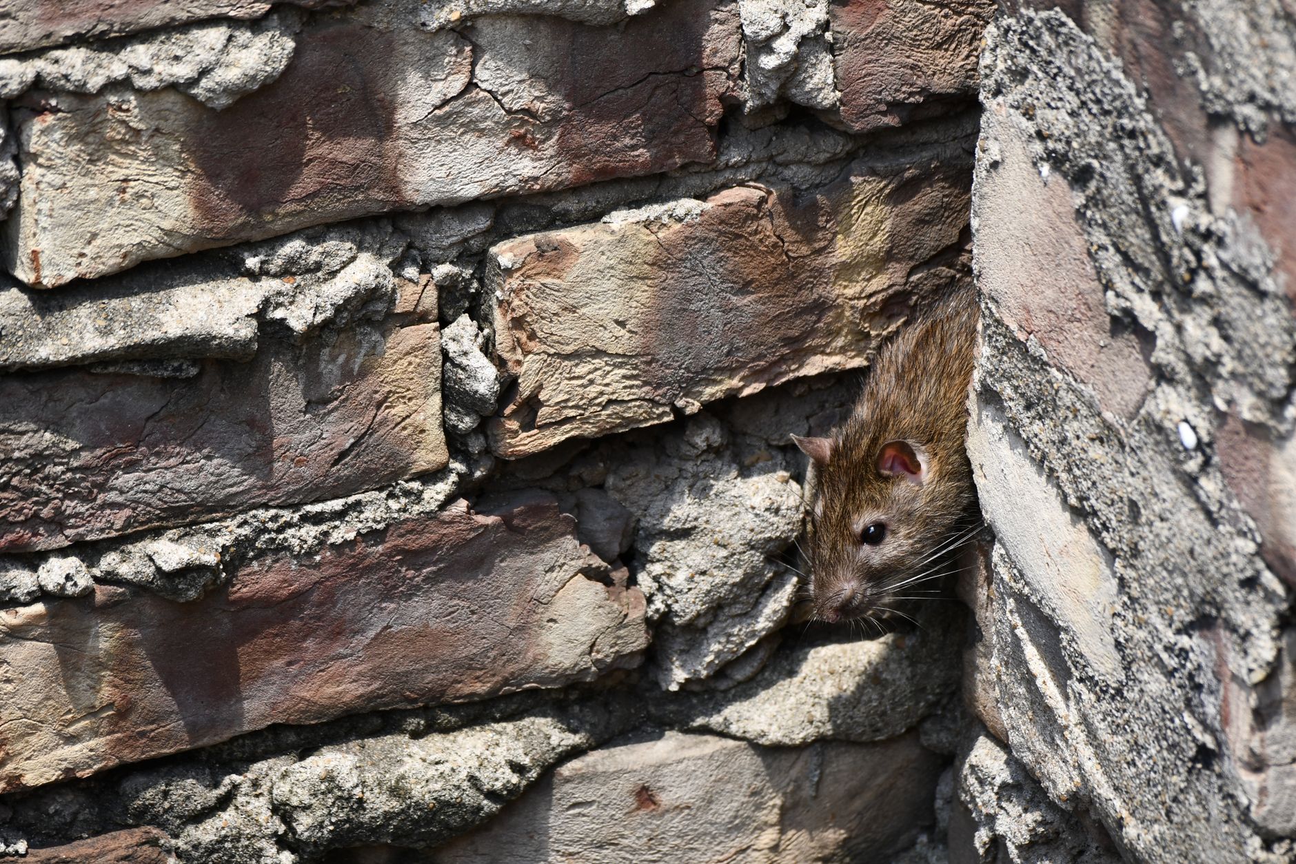 Rat brun en milieu urbain — dératisation professionnelle CoplaClean à Bruxelles