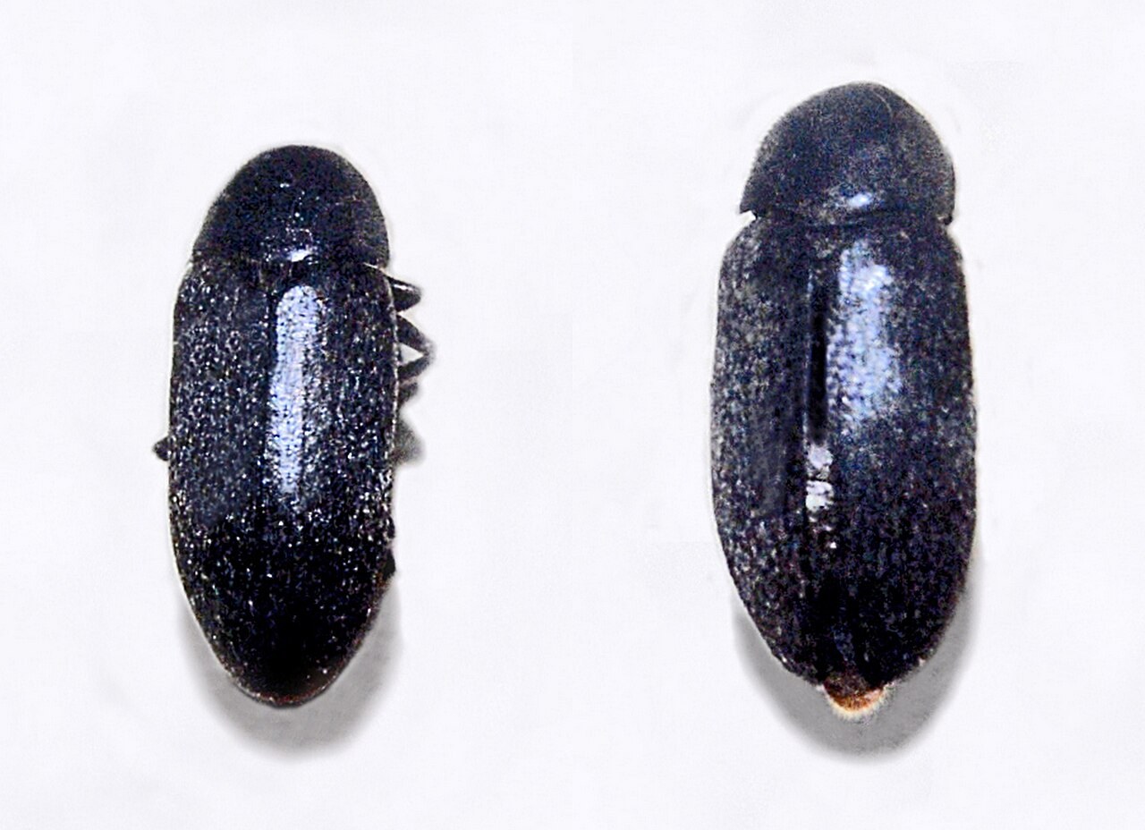 Dermeste des peaux (Dermestes maculatus)