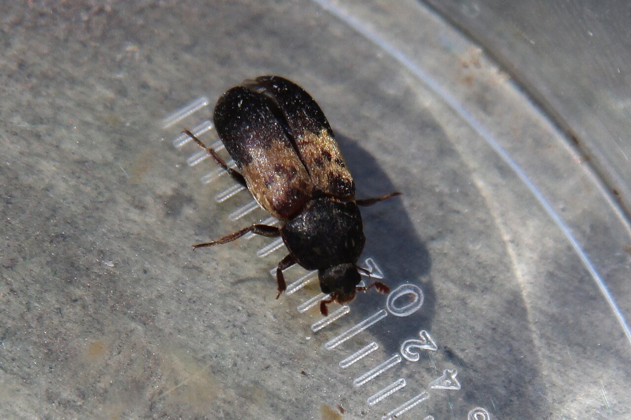 Dermeste du lard (Dermestes lardarius)