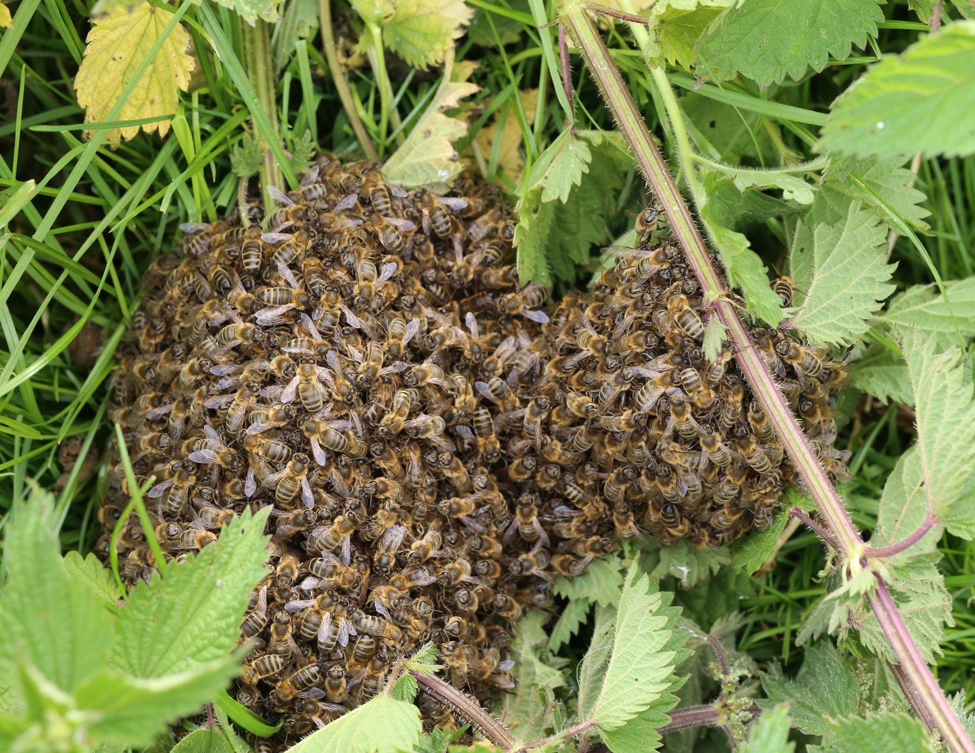 Essaim d'abeilles mellifères (Apis mellifera)