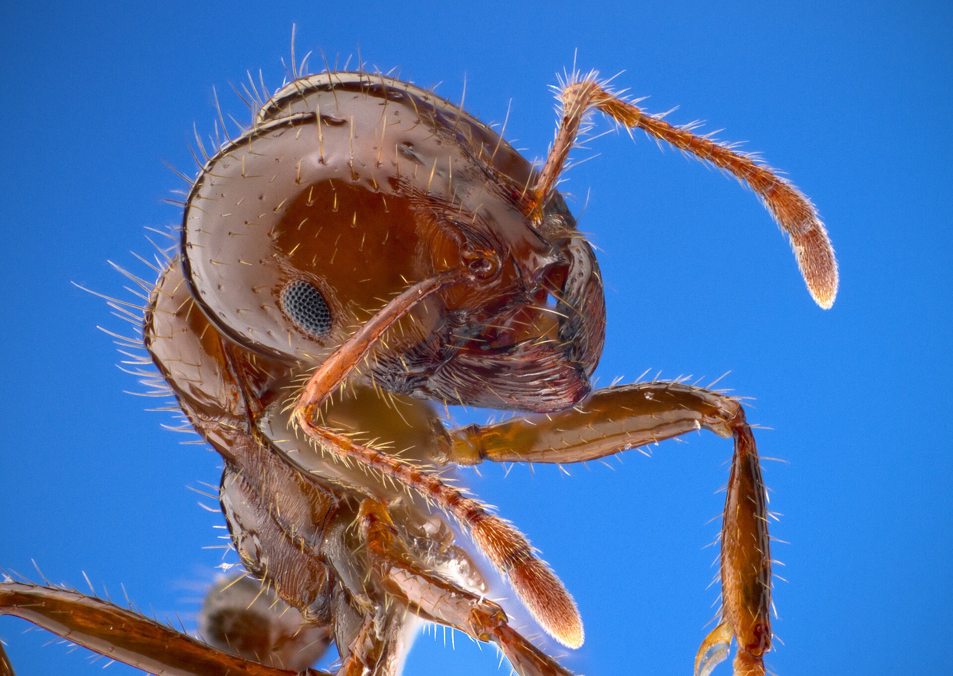 Fourmi de feu (Solenopsis invicta) en gros plan