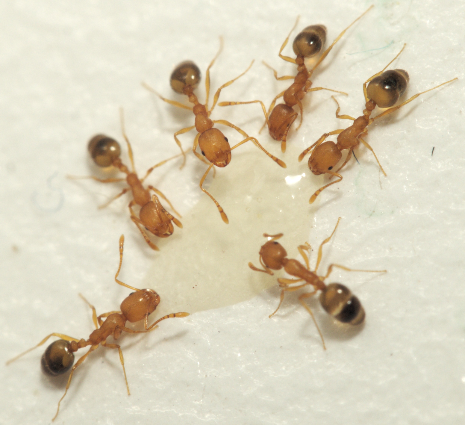 Fourmi pharaon (Monomorium pharaonis) en gros plan