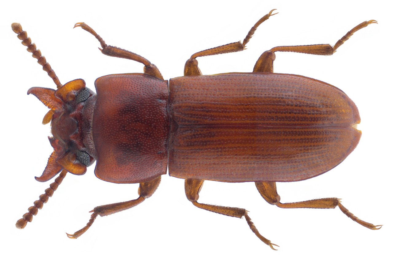 Gnathocerus cornutus