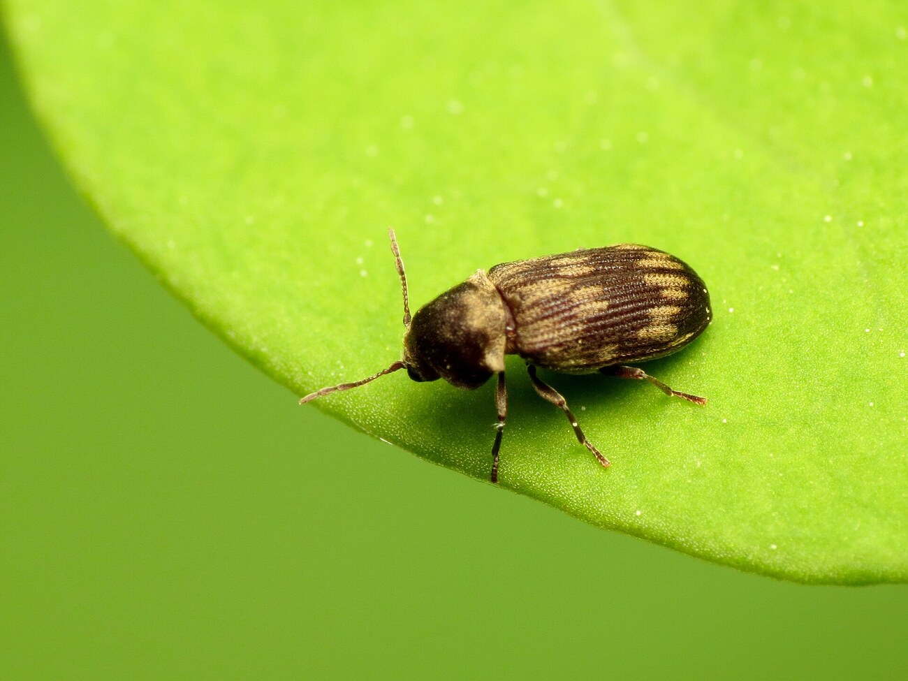 Grosse vrillette (Xestobium rufovillosum), vrillette du bois