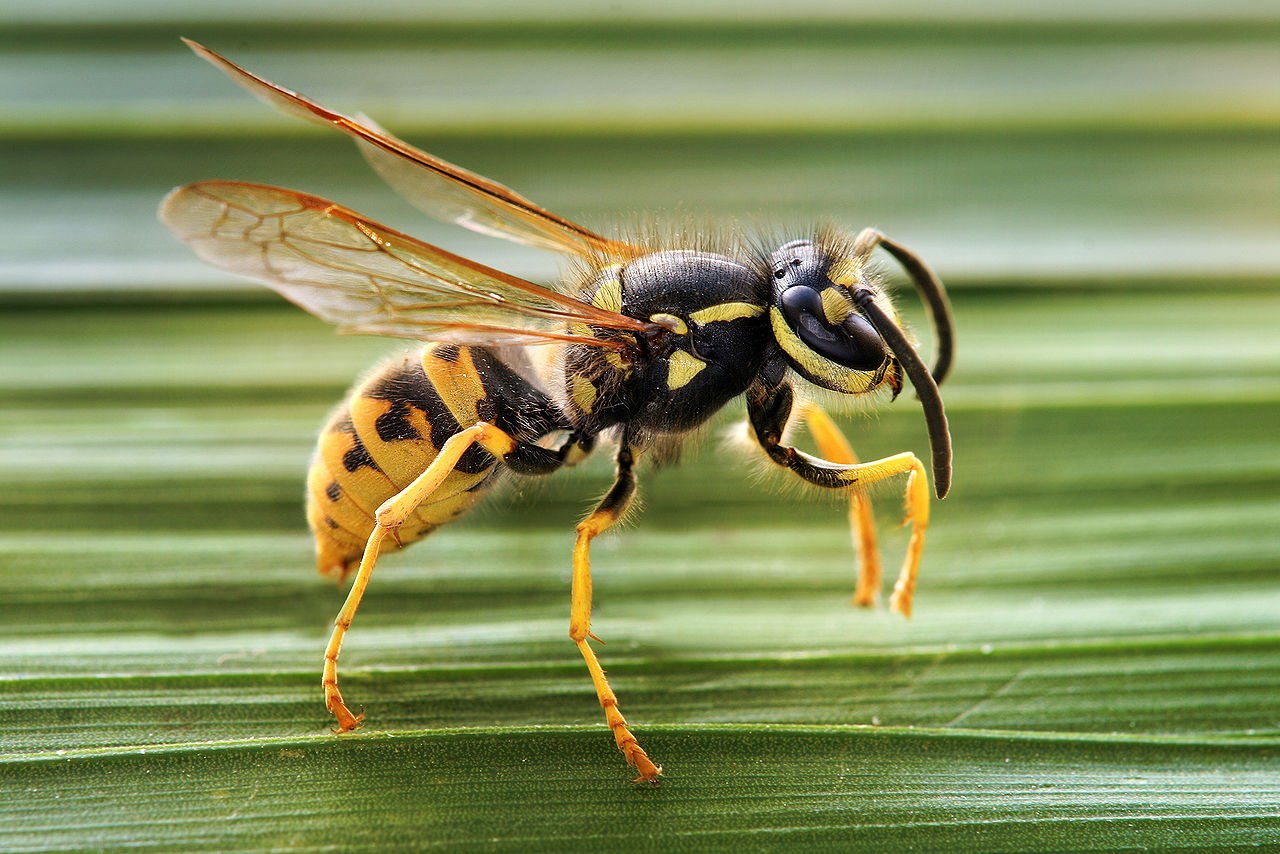 Guêpe sociale (Vespula germanica)