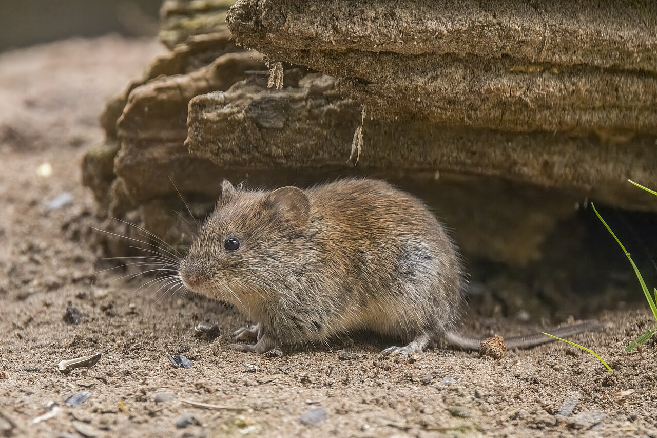 Campagnol roussâtre (Myodes glareolus), principal vecteur du hantavirus Puumala en Belgique