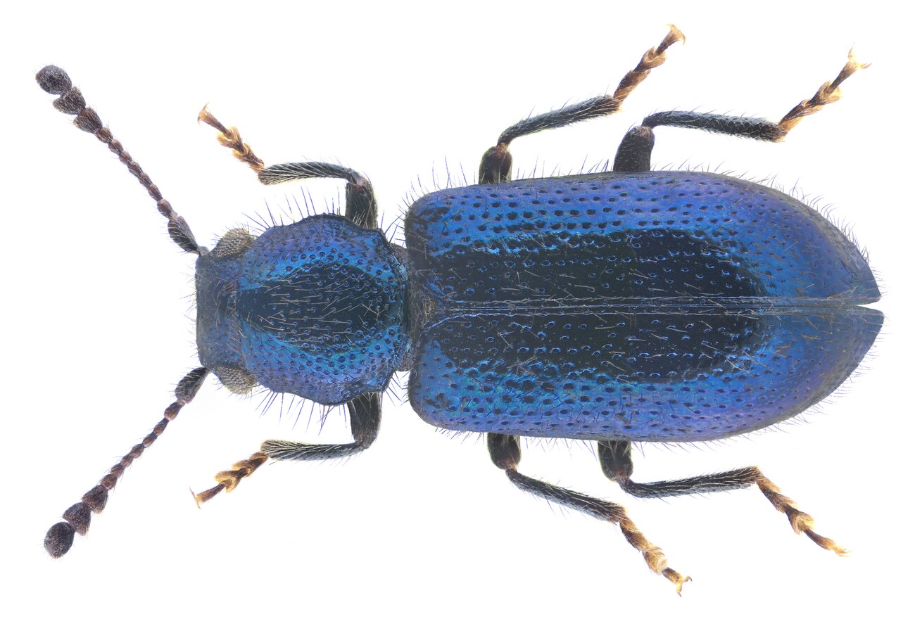 Korynetes caeruleus, coleoptere bleu predateur des vrillettes du bois