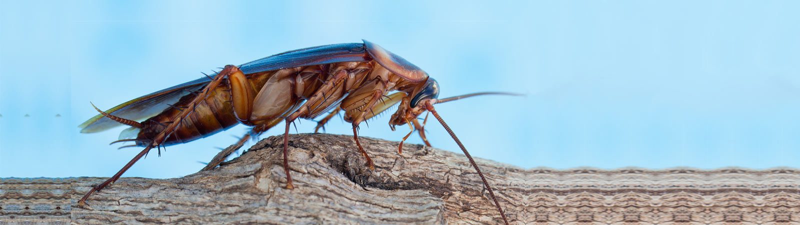 Lutte contre les insectes en Belgique