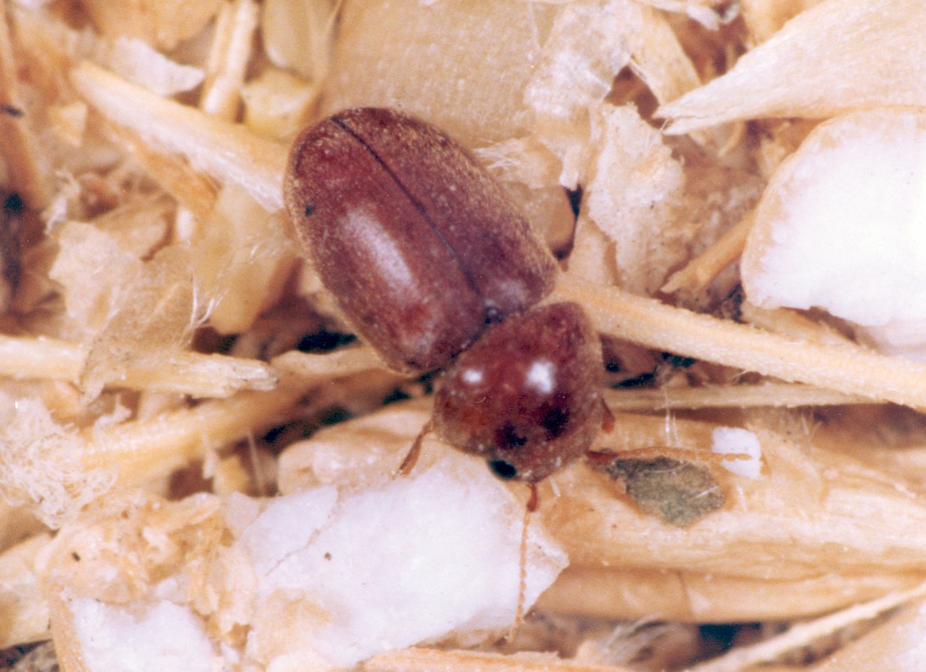 Lasioderma serricorne, lasioderme adulte sur denrées stockées