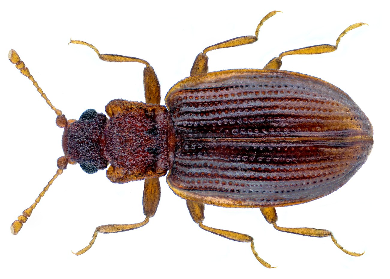 Lathridiidae (Latridius porcatus), insecte de stockage