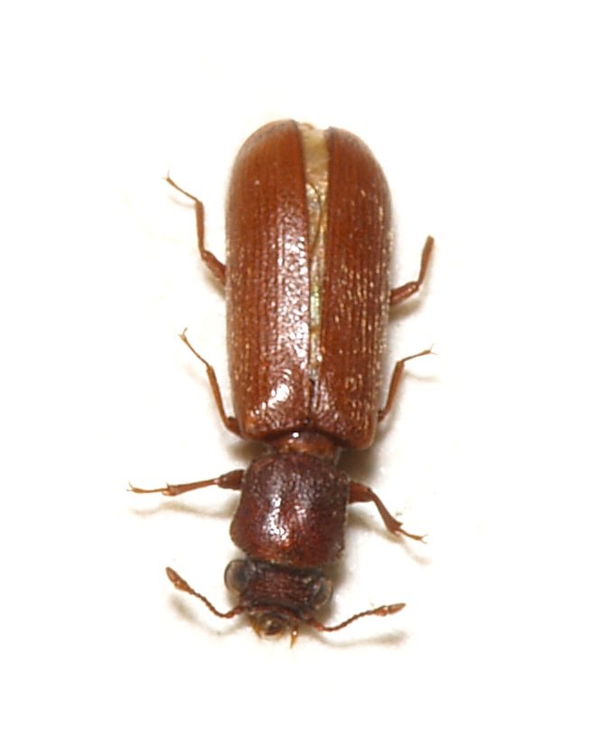 Lyctus brunneus, petit coléoptère brun du bois