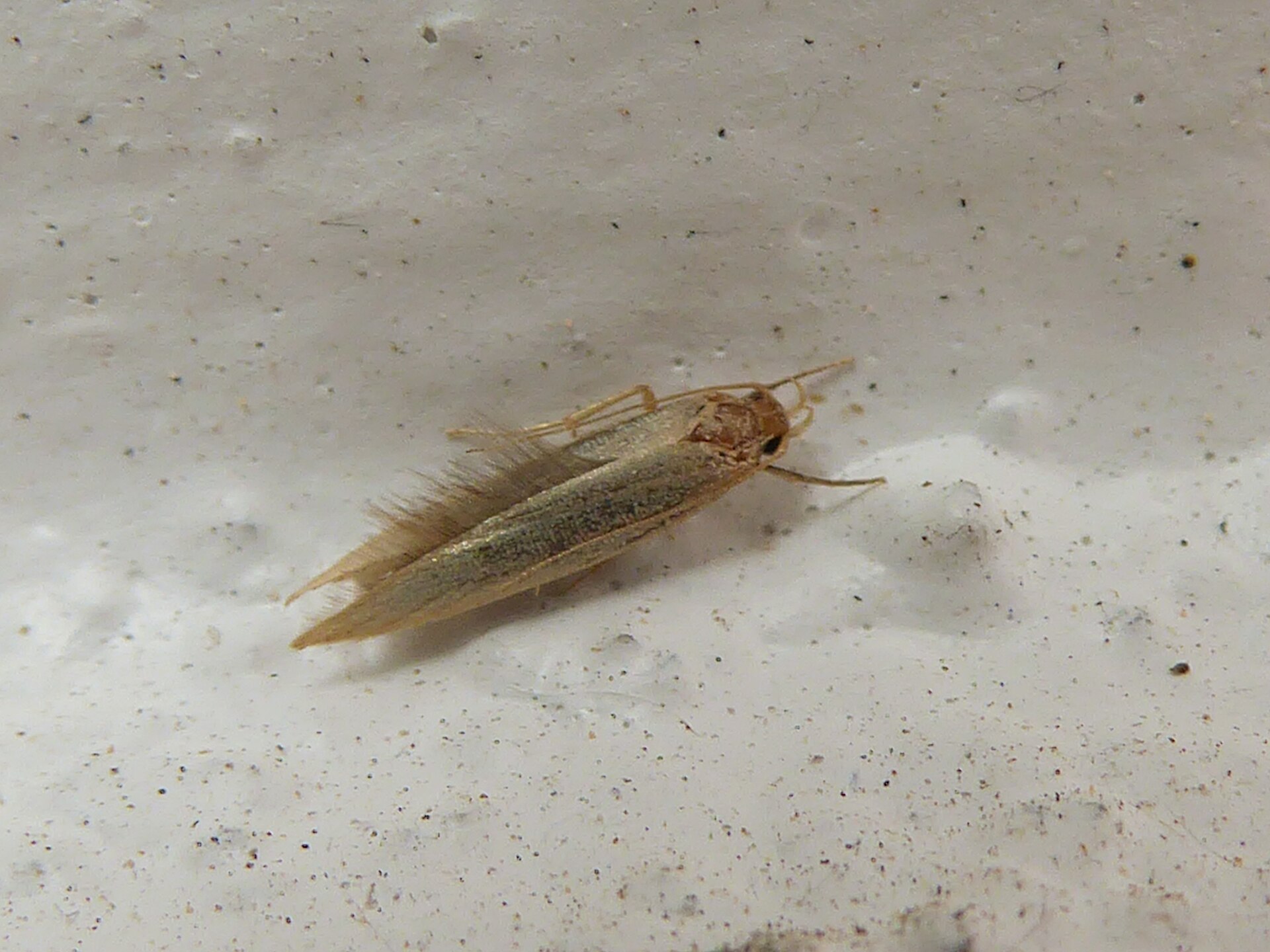 Mite commune des vêtements (Tineola bisselliella) en gros plan