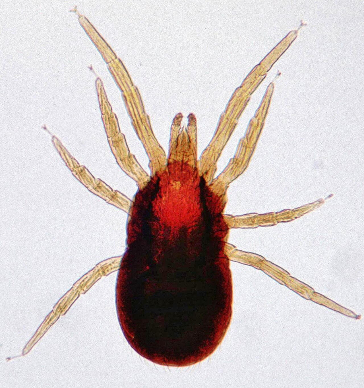 Mite de l'oiseau / pou rouge des volailles (Dermanyssus gallinae)