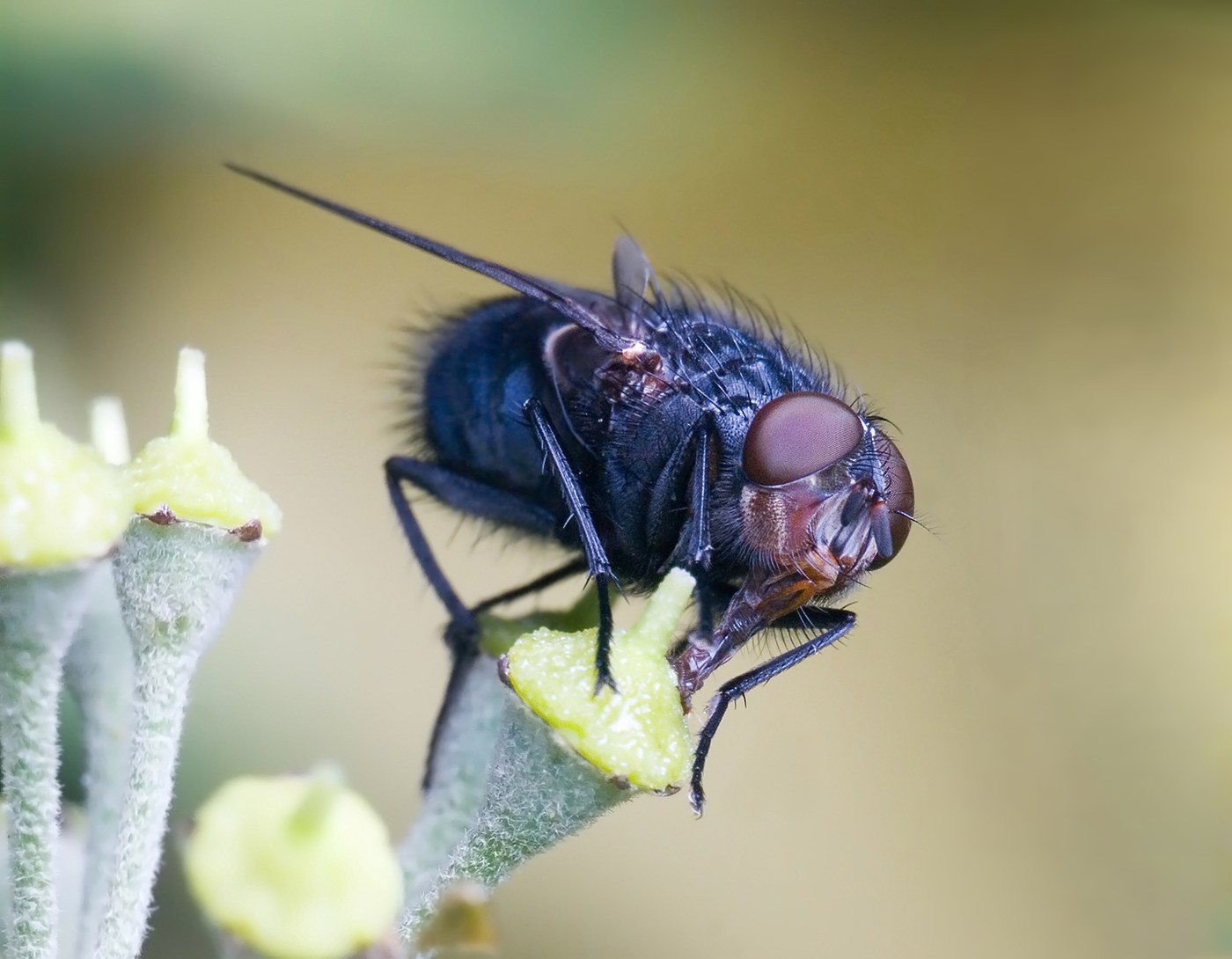 Mouche bleue de la viande (Calliphora vomitoria)