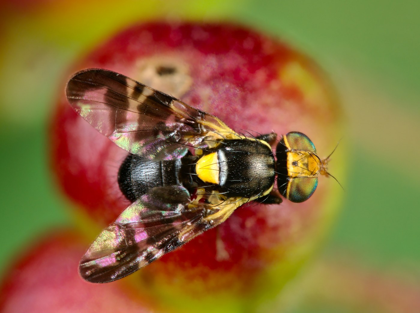 Mouche des cerises (Rhagoletis cerasi)