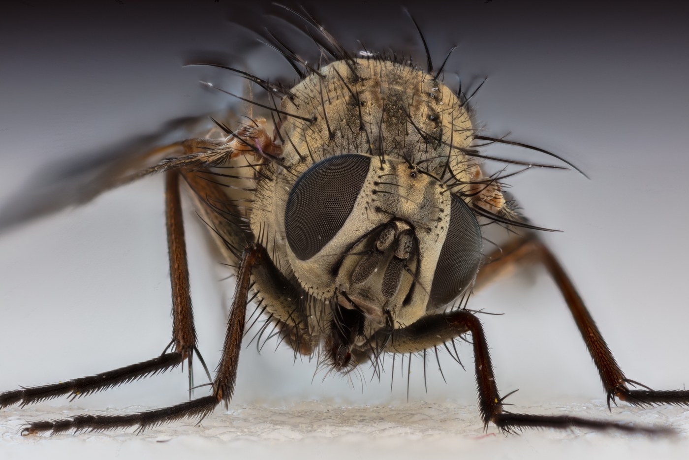 Mouche domestique (Musca domestica)