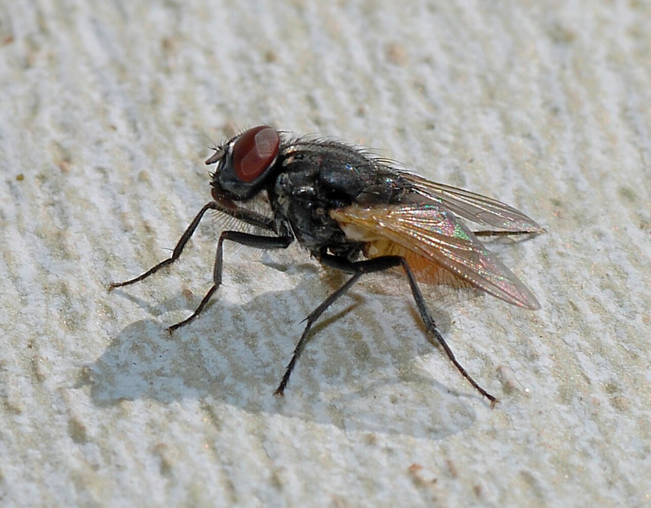 Mouche domestique (Musca domestica)