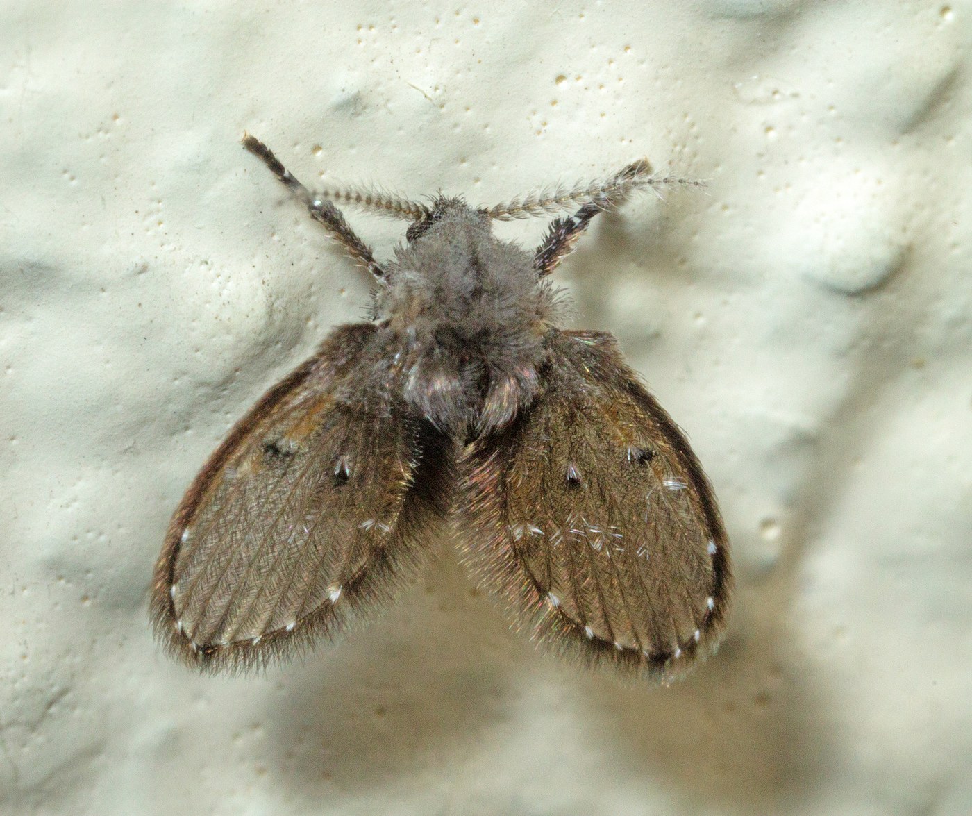 Mouche-papillon (Psychoda alternata)