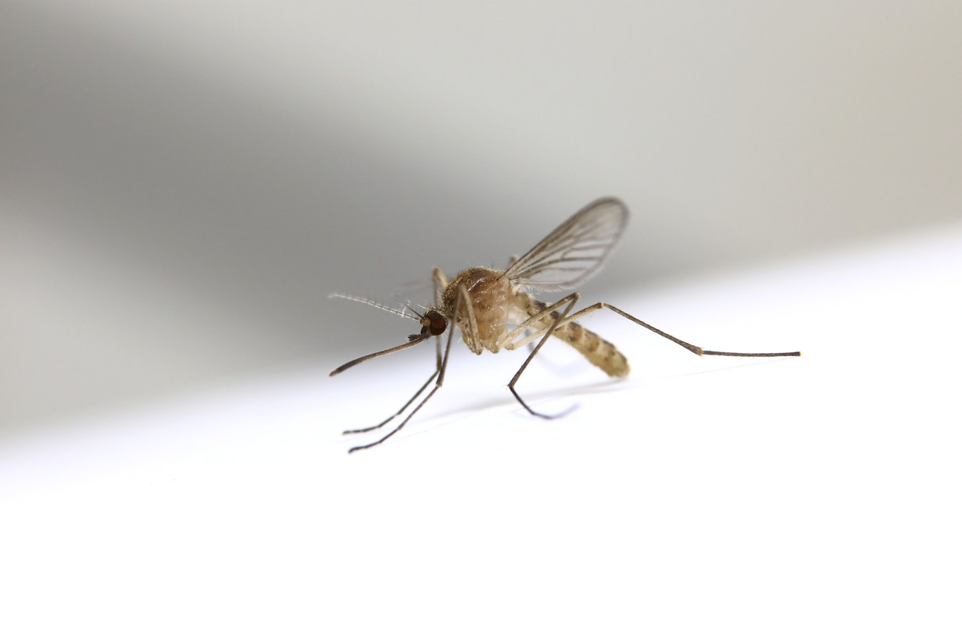 Moustique commun (Culex pipiens)